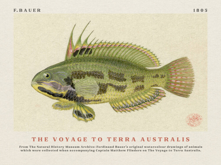 Αναπαραγωγή Watercolour Rainbow Cale Fish from The Voyage to Terra Australis (Vintage Academia) - Ferdinand Bauer