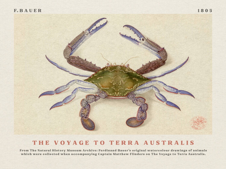 Αναπαραγωγή Watercolour Crab from The Voyage to Terra Australis (Vintage Academia) - Ferdinand Bauer