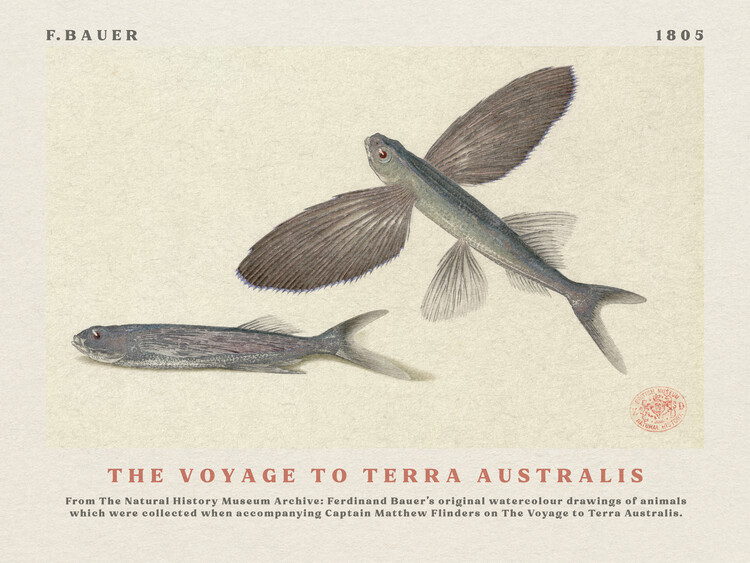 Αναπαραγωγή Watercolour Flying Fish from The Voyage to Terra Australis (Vintage Academia) - Ferdinand Bauer