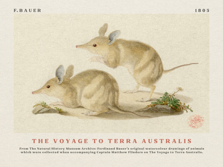 Αναπαραγωγή Watercolour Bandicoots from The Voyage to Terra Australis (Vintage Academia) - Ferdinand Bauer