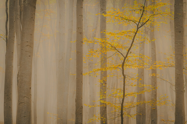 Kunstfoto Forest in fall