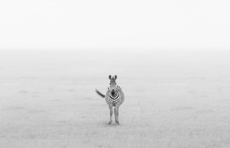 Художня фотографія Lonely Zebra