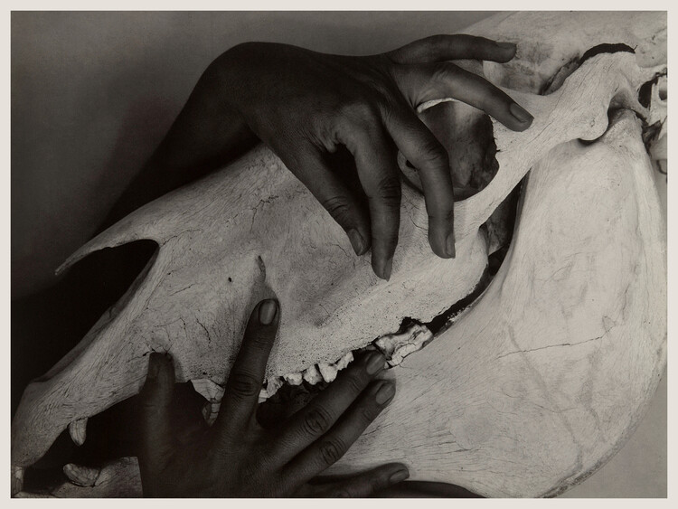 Художня фотографія Hands & Horse Skull (Georgia O’Keeffe) - Alfred Stieglitz