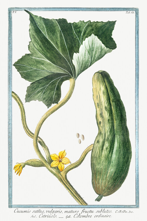 Reproduktion Cucumber