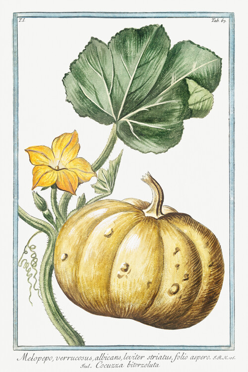 Художній друк Melopepo, Pumpkin (Plant Illustration) - Giorgio Bonelli