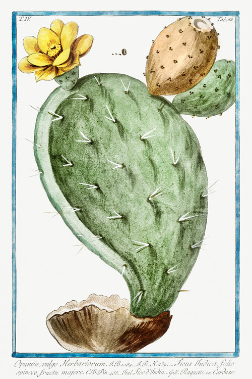 Художній друк Prickly Pear, Cactus (Plant Illustration) - Giorgio Bonelli