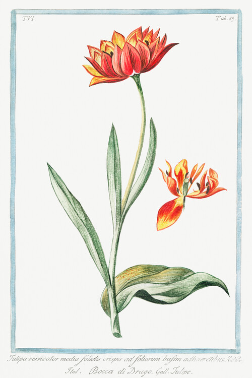 Reproduktion Multicolour Tulip