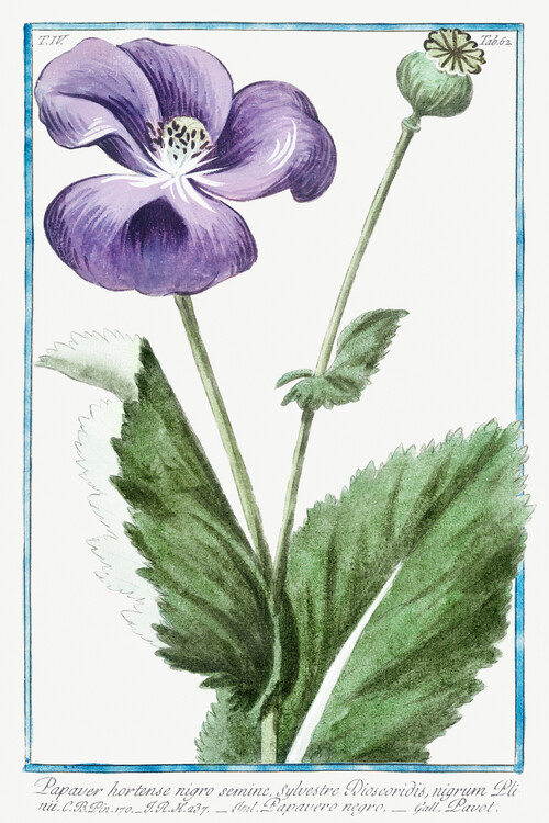 Reproduktion Purple Poppy