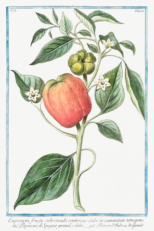 Reproduktion Capsicum, Pepper (Plant Illustration) - Giorgio Bonelli