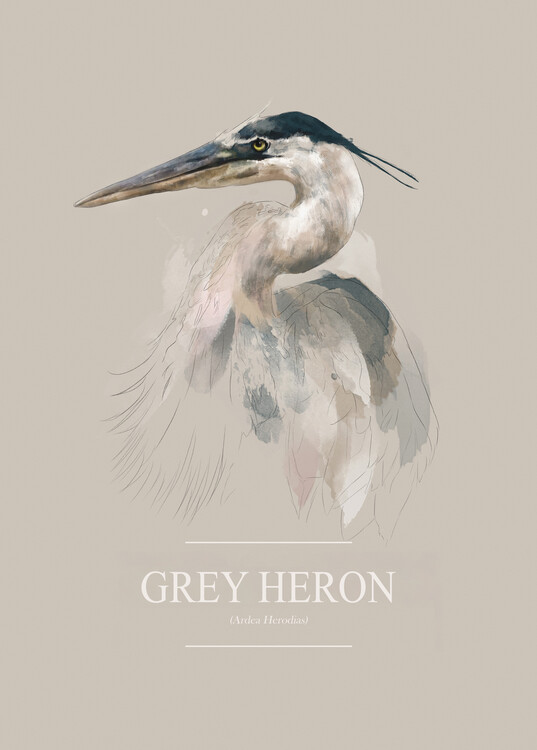 Ілюстрація Grey Heron