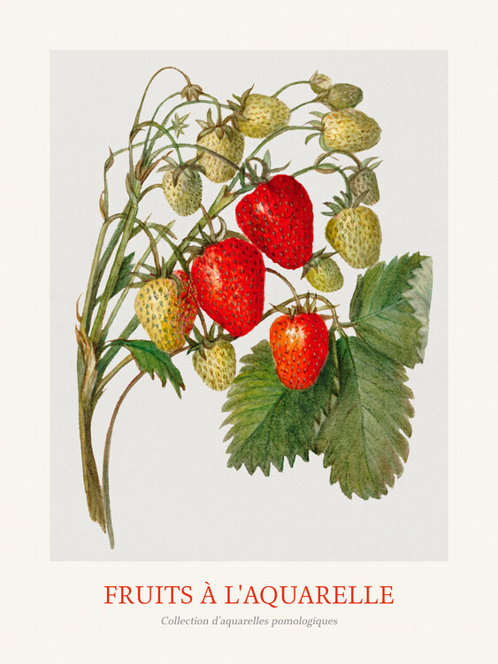 Художній друк Strawberries (Watercolour Kitchen Fruit)