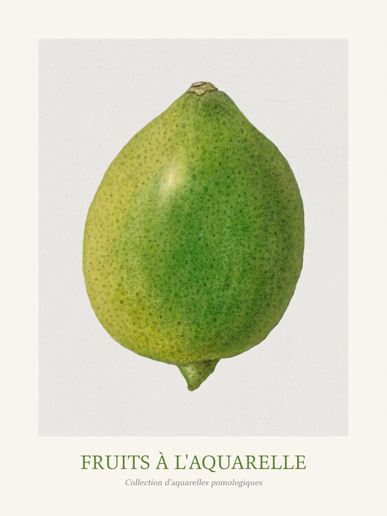 Reproduktion Lime (Watercolour Kitchen Fruit)