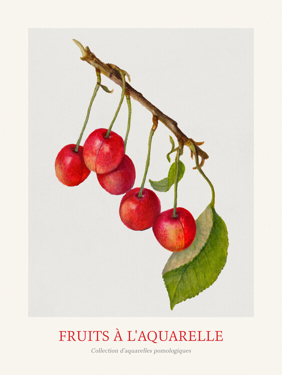 Художній друк Cherries (Watercolour Kitchen Fruit)