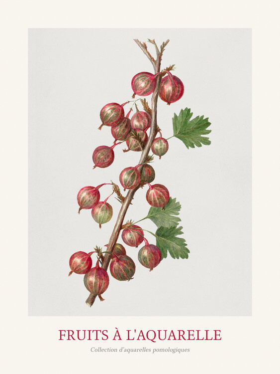 Reproduktion Gooseberries (Watercolour Kitchen Fruit)