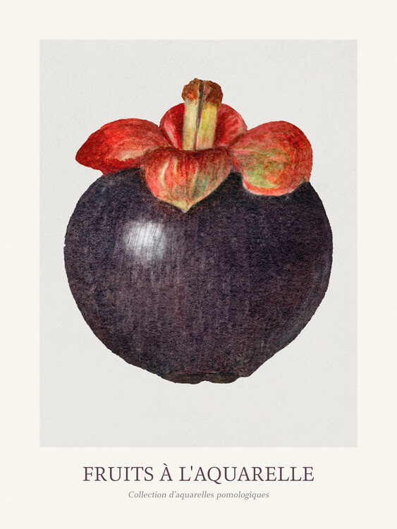 Художній друк Mangosteen (Watercolour Kitchen Fruit)