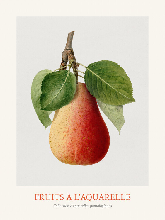 Reproduktion Pear (Watercolour Kitchen Fruit)