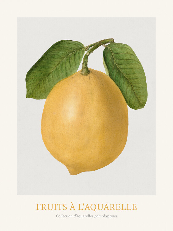 Reproduktion Lemon (Watercolour Kitchen Fruit)