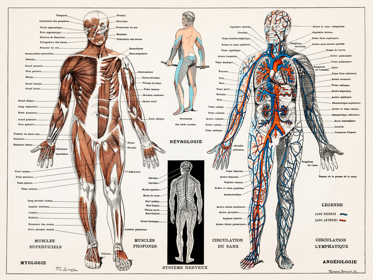 Illustration Antique Illustration of the Human Nervous & Muscular System