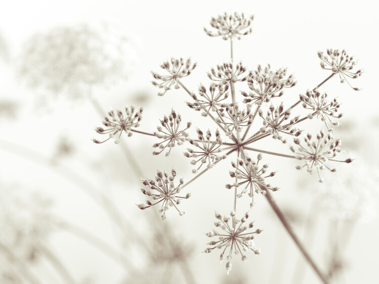 Fotografia Cow Parsley