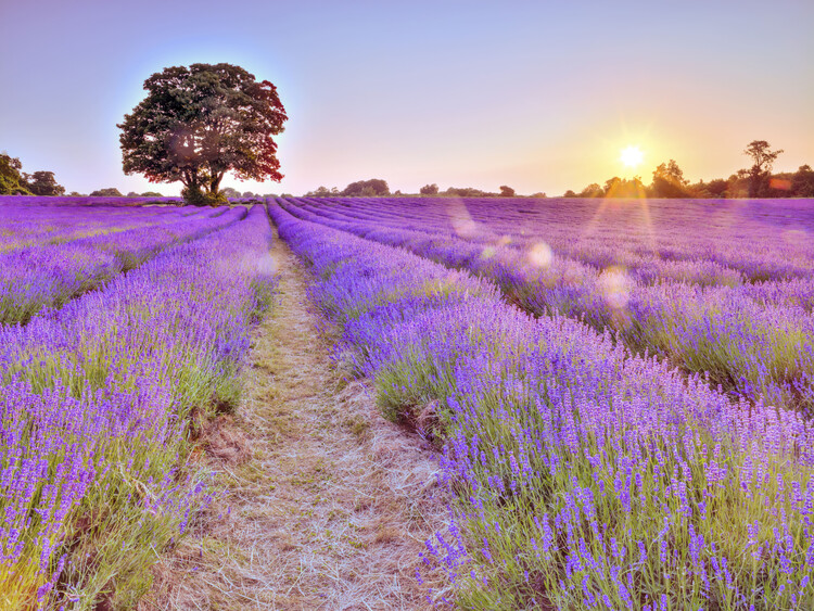 Fotografia Lavender Field