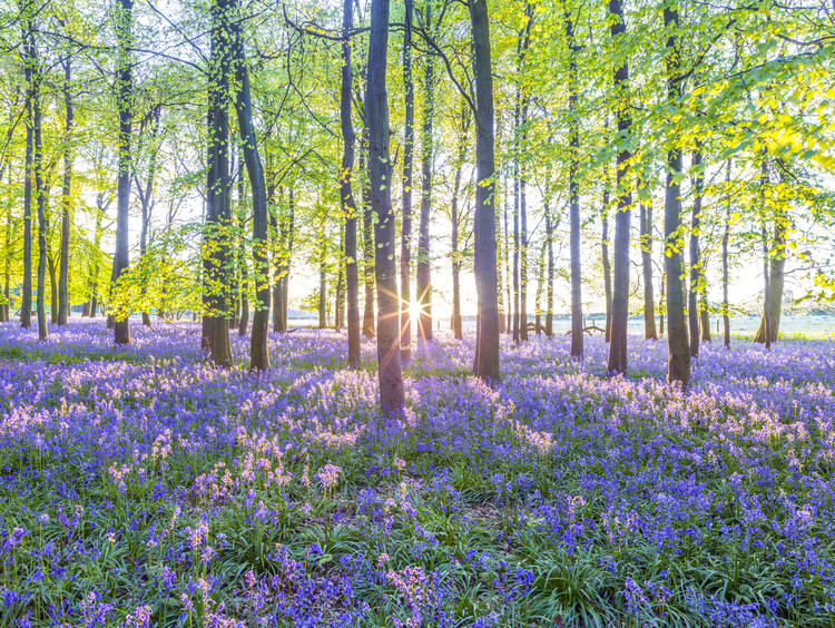 Fotografia Mesmerizing Bluebell Forest