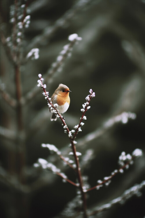 Художня фотографія Cute Robin