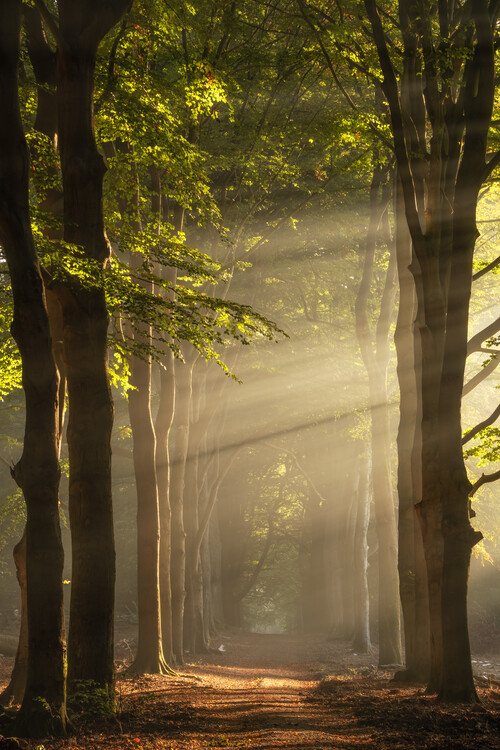 Fotografia Magical sunrays