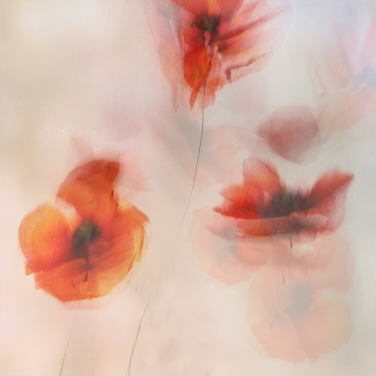 Ілюстрація Painted poppies