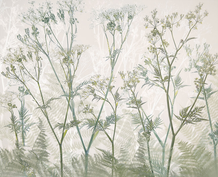 Ілюстрація Cow parsley