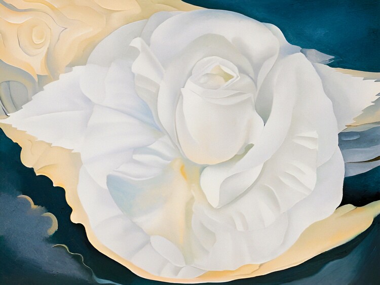 Illustration Georgia O'Keeffe - White Calico Rose, 1930