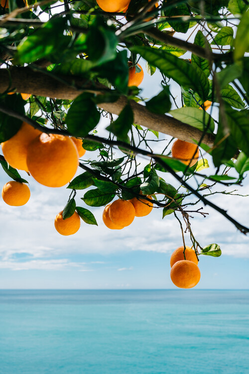 Ілюстрація Amalfi Coast Oranges