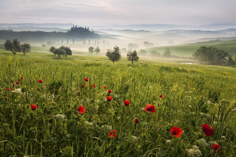 Fotografia Tuscan spring