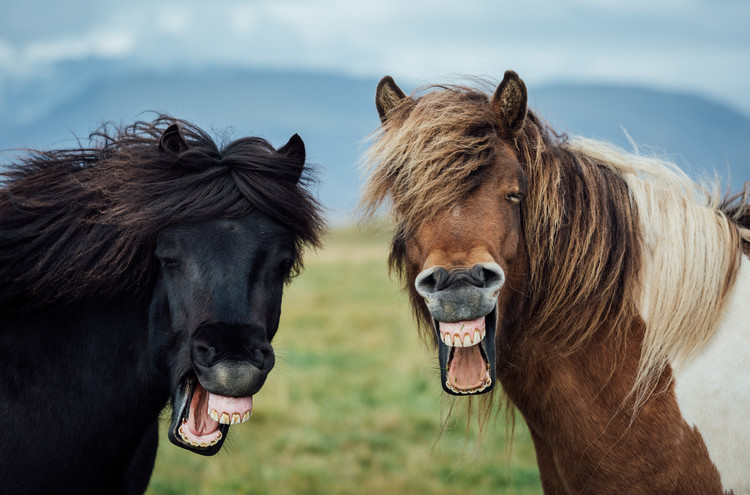 Bild auf Leinwand Wild Smile