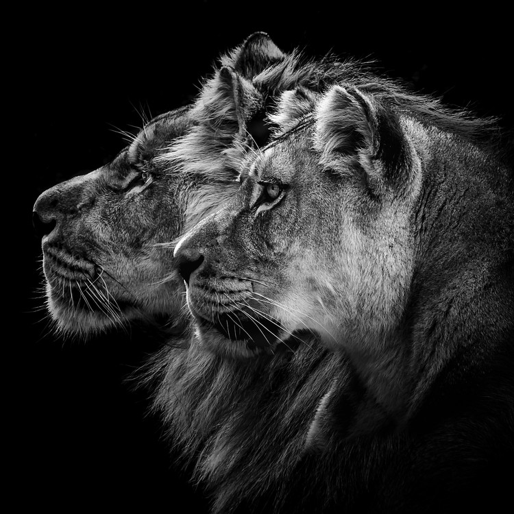 Kunstfoto Lion and Lioness Portrait