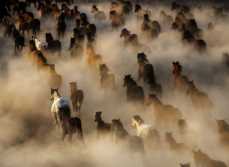 Bild auf Leinwand Wild Horses