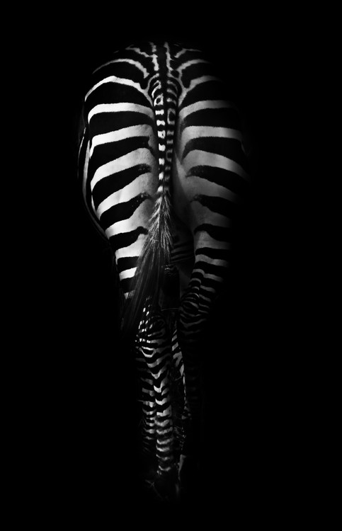 Φωτογραφία Zebra Buttocks