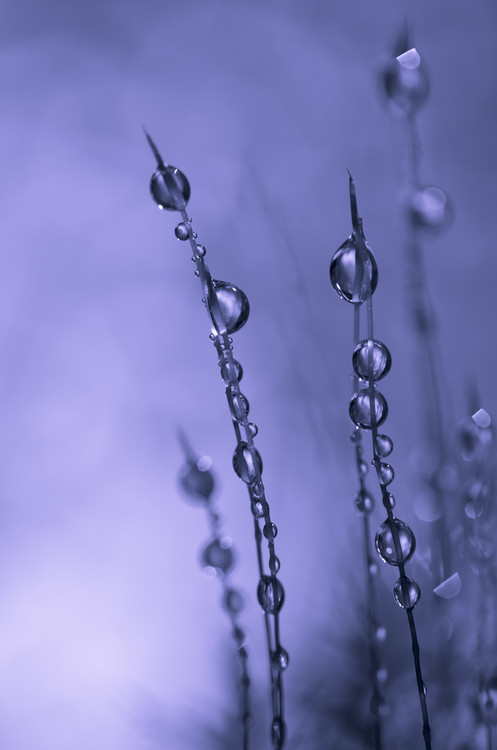 Fotografia Drops of Silver