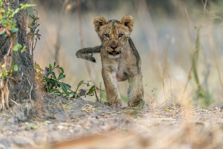 Φωτογραφία Cub - South Luangwa