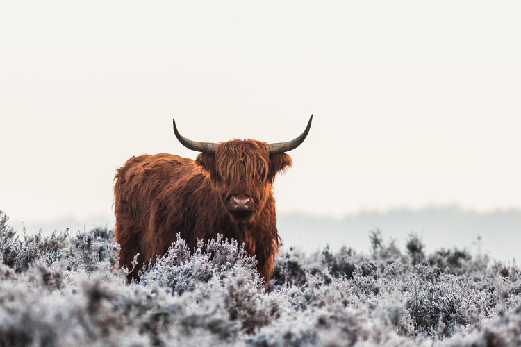 Bild auf Leinwand Highlander