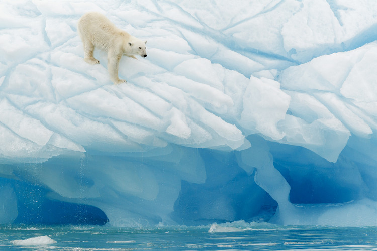 Φωτογραφία Polar Bear