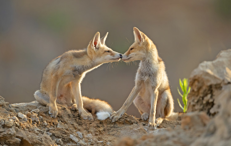 Φωτογραφία Foxes , Kiss