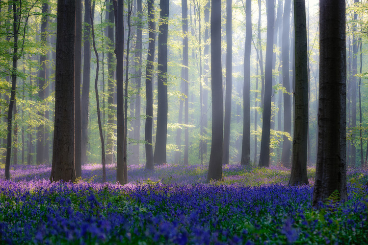 Fototapet Bluebells