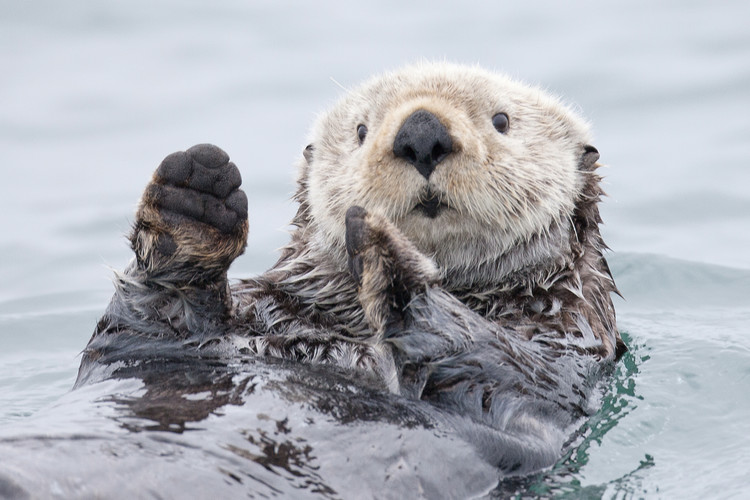 Φωτογραφία Yesterday I caught a fish thiiis big! - Otter. Alaska