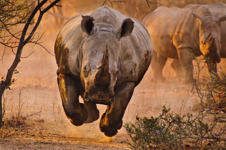 Φωτογραφία Rhino learning to fly