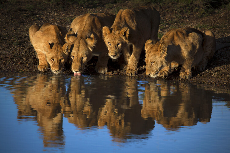 Φωτογραφία Lions of Mara