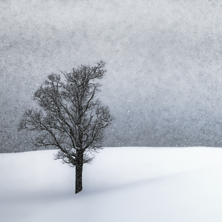 Fotografie LONELY TREE Idyllic Winterlandscape