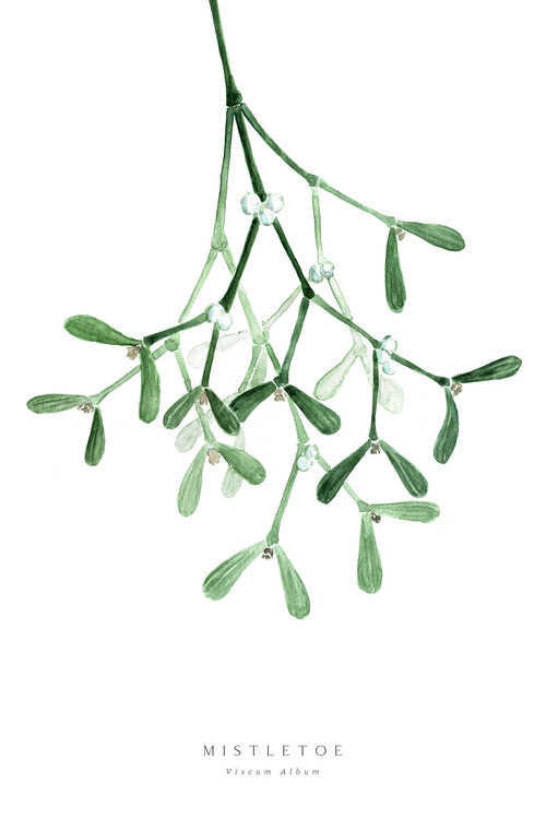 Ilustrace Watercolor mistletoe illustration