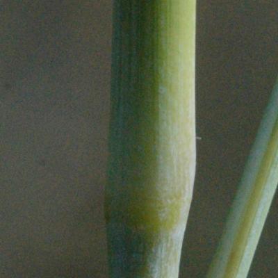 Andropogon gayanus Kunth | Colombian Plants made accessible