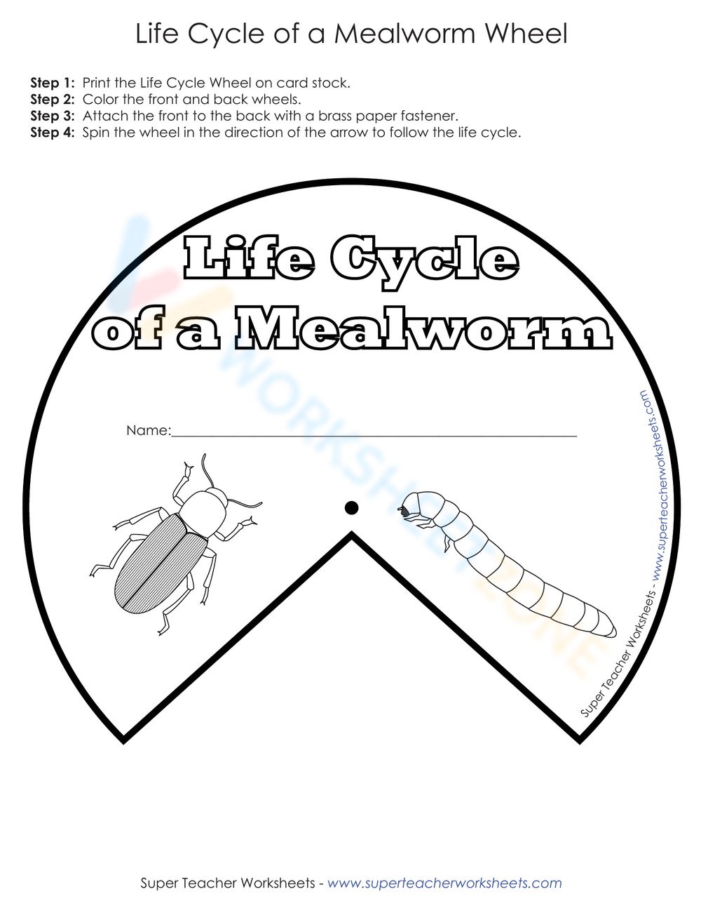 Mealworm Life Cycle For Kids