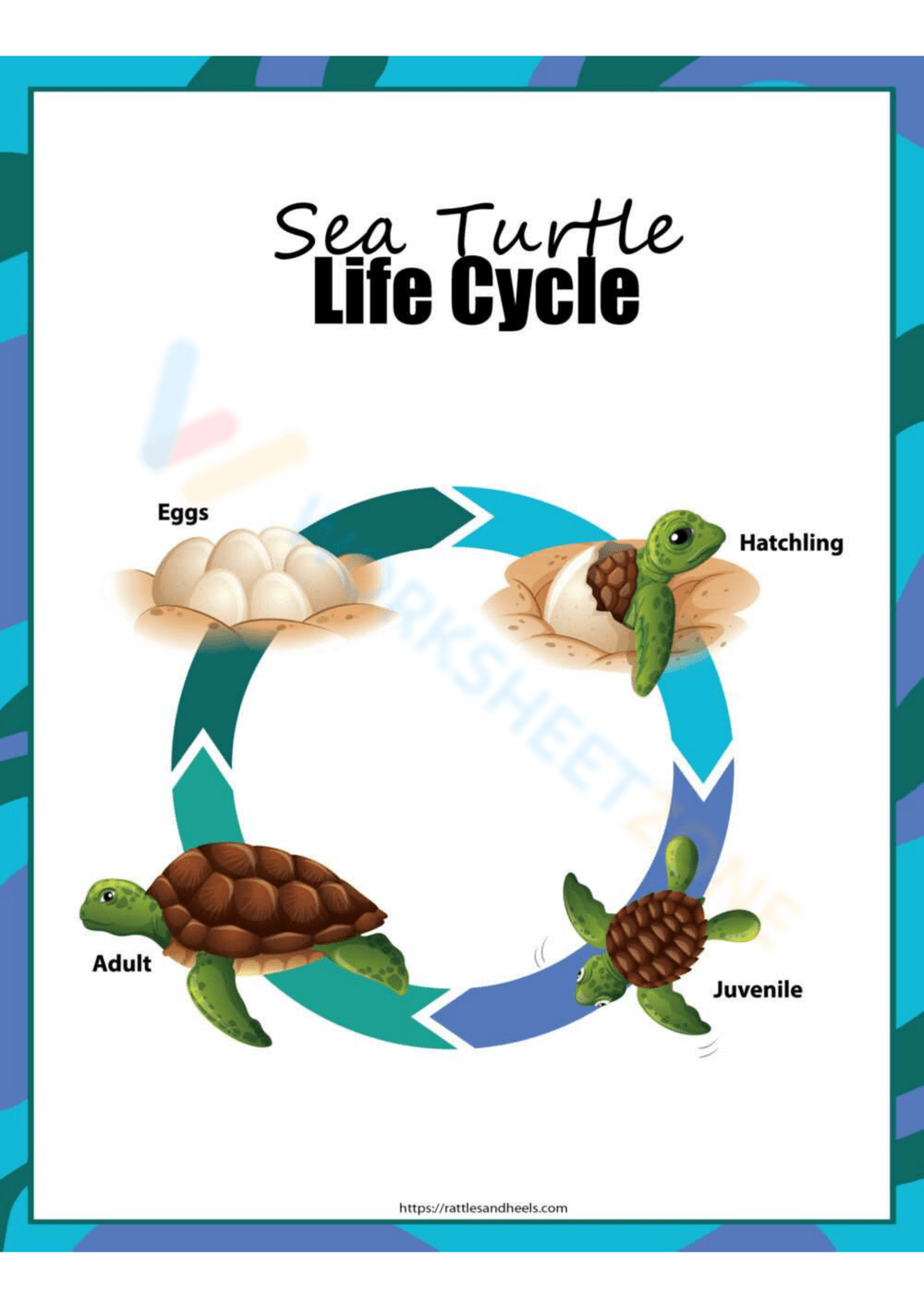 Turtle Life Cycle Worksheet